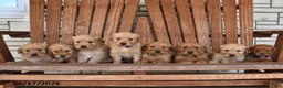 Golden Retriever dogs for sale: Layla - Ad 3