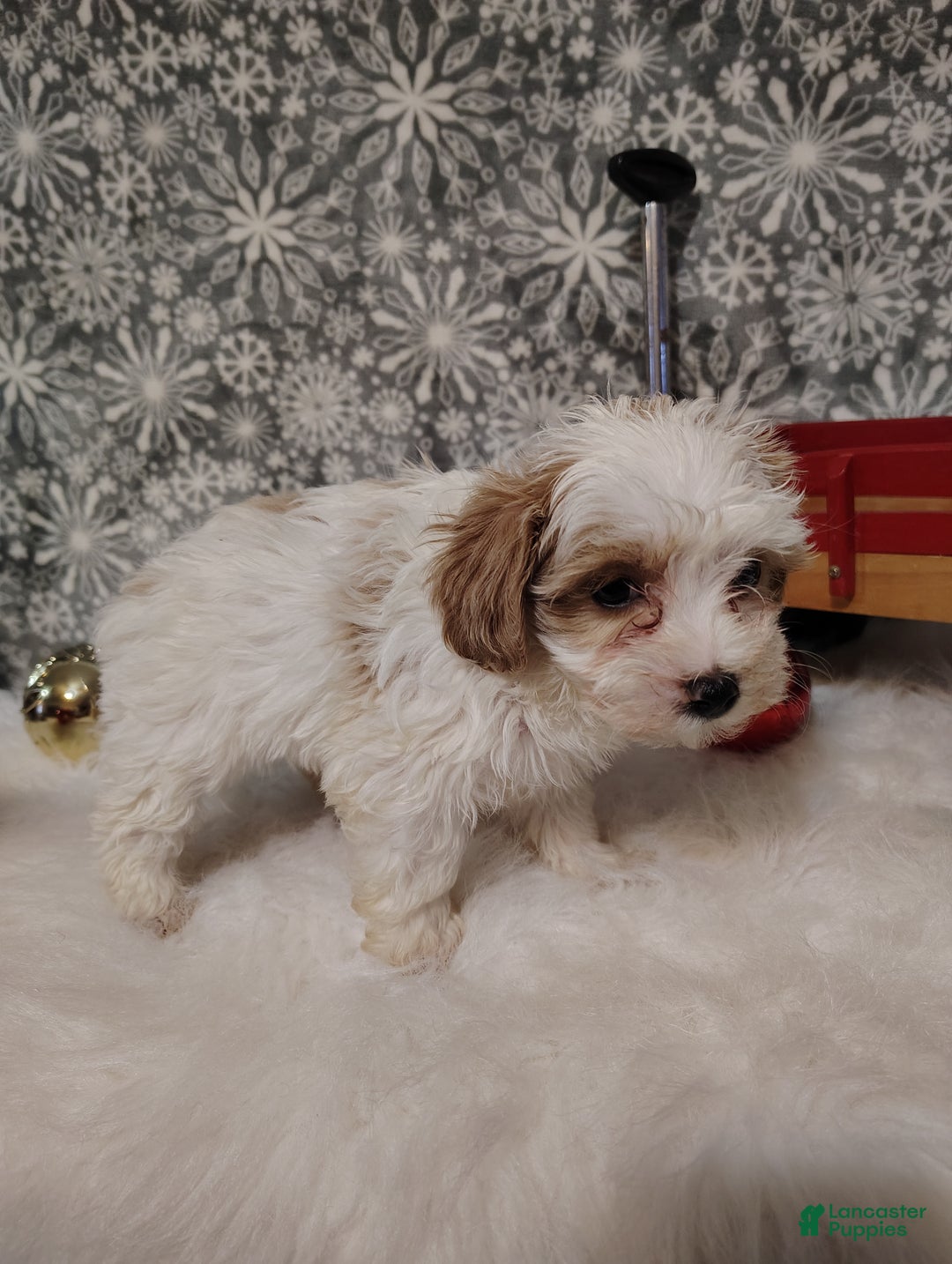 Maltipoo dogs for sale: Mila - Ad 6