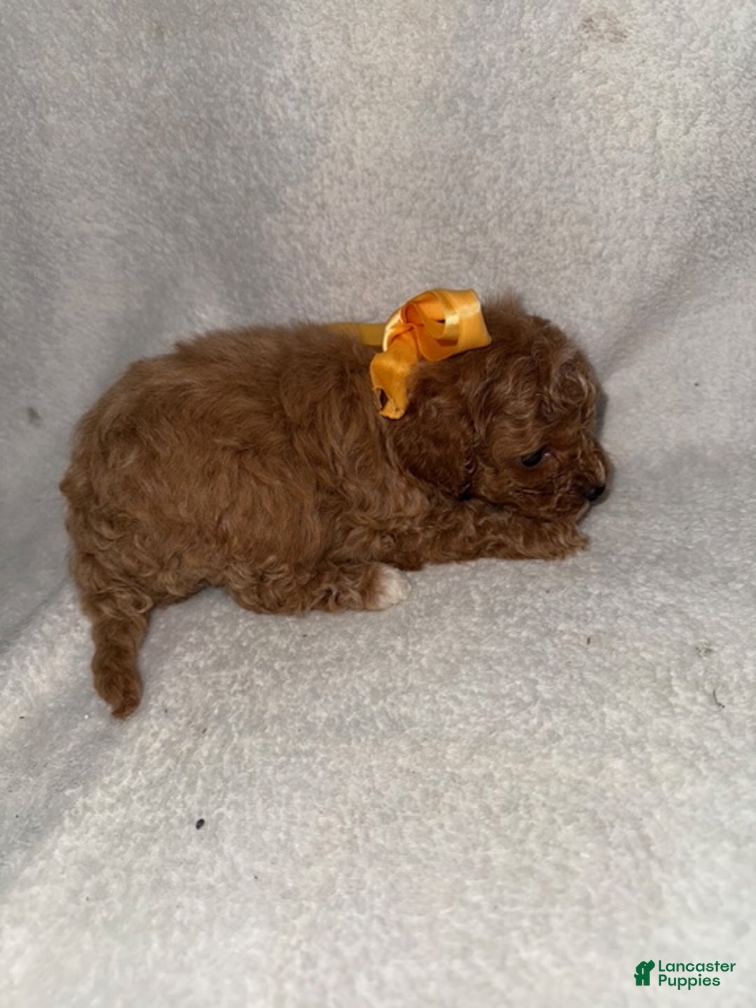 Cavapoo dogs for sale: Cavapoo Puppy 6 - Ad 2
