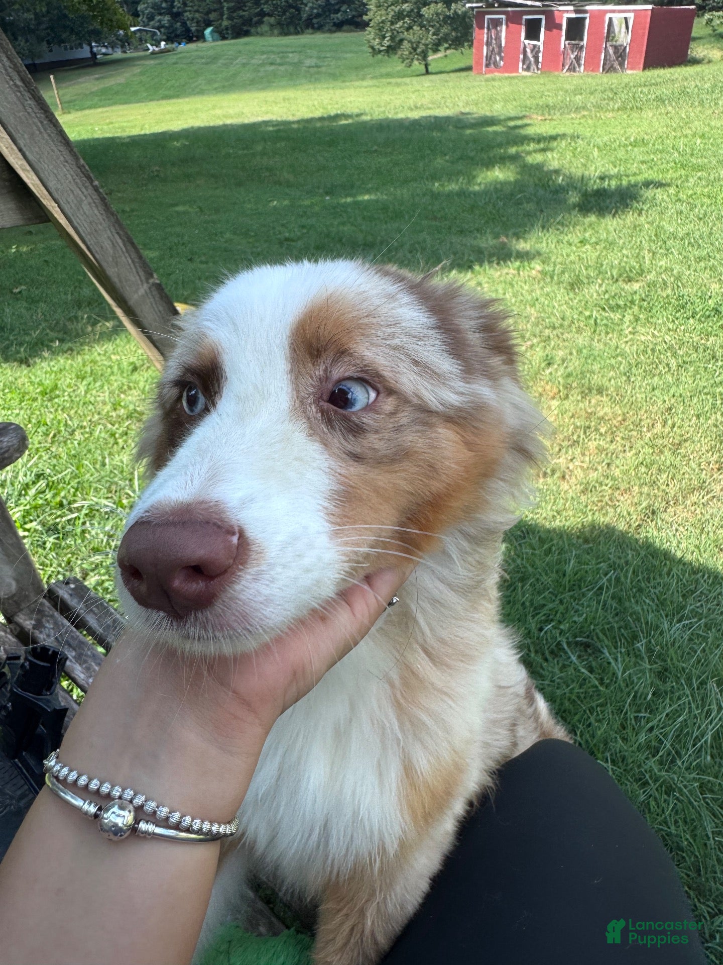 Australian Shepherd dogs Kuma - Ad 31