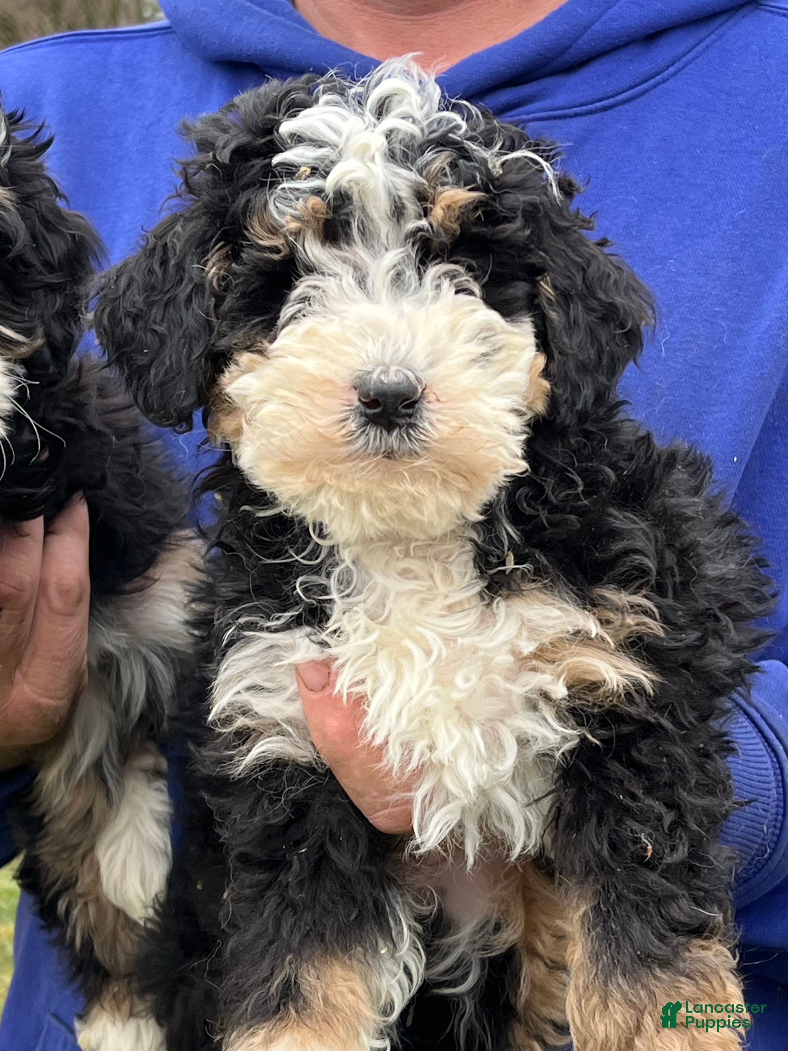 Mini Bernedoodle dogs Emily - Ad 6