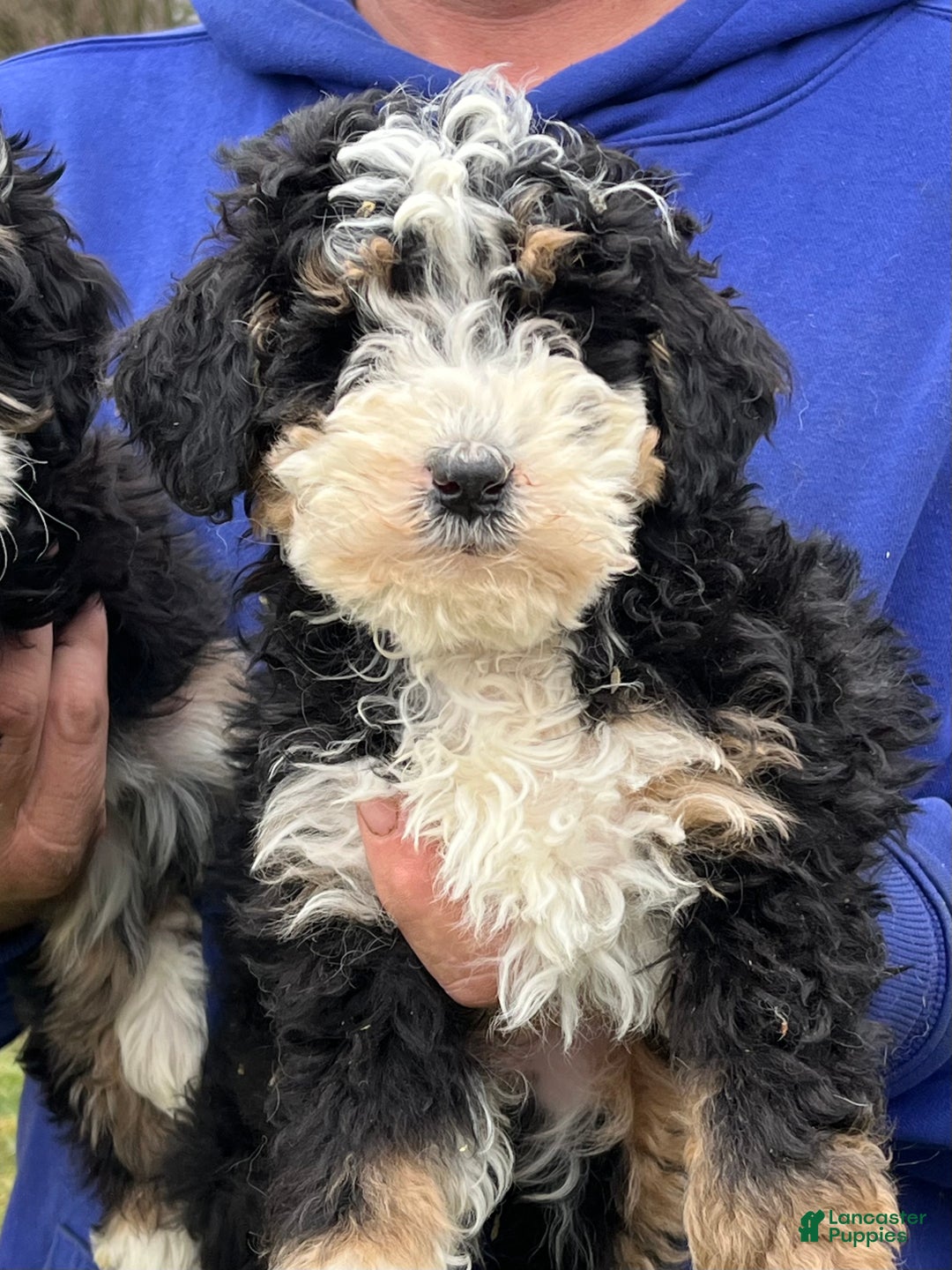 Mini Bernedoodle dogs for sale: Emily - Ad 1
