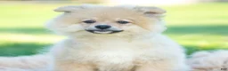 Pomeranian dogs for sale: franklin AKC - Ad 2