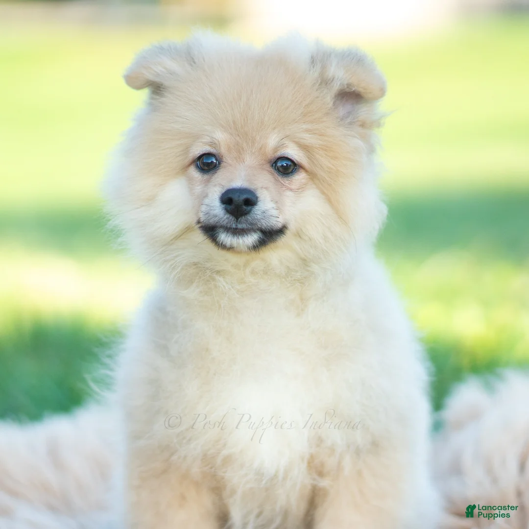 Pomeranian dogs for sale: franklin AKC - Ad 2
