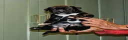 Presa Canario dogs for sale: Ms Green - Ad 10