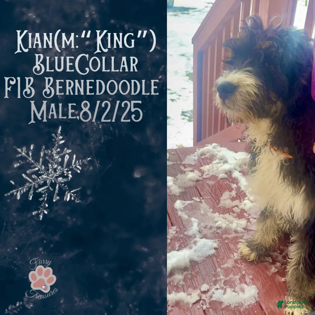 Mini Bernedoodle dogs for sale: Kian “Blue Collar” Male - Ad 12