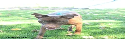 Mixed Breed dogs for sale: Rover - Ad 2