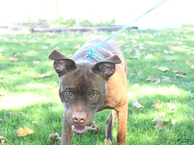 Mixed Breed dogs Rover - Ad 2