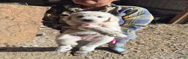 Mixed Breed 4
