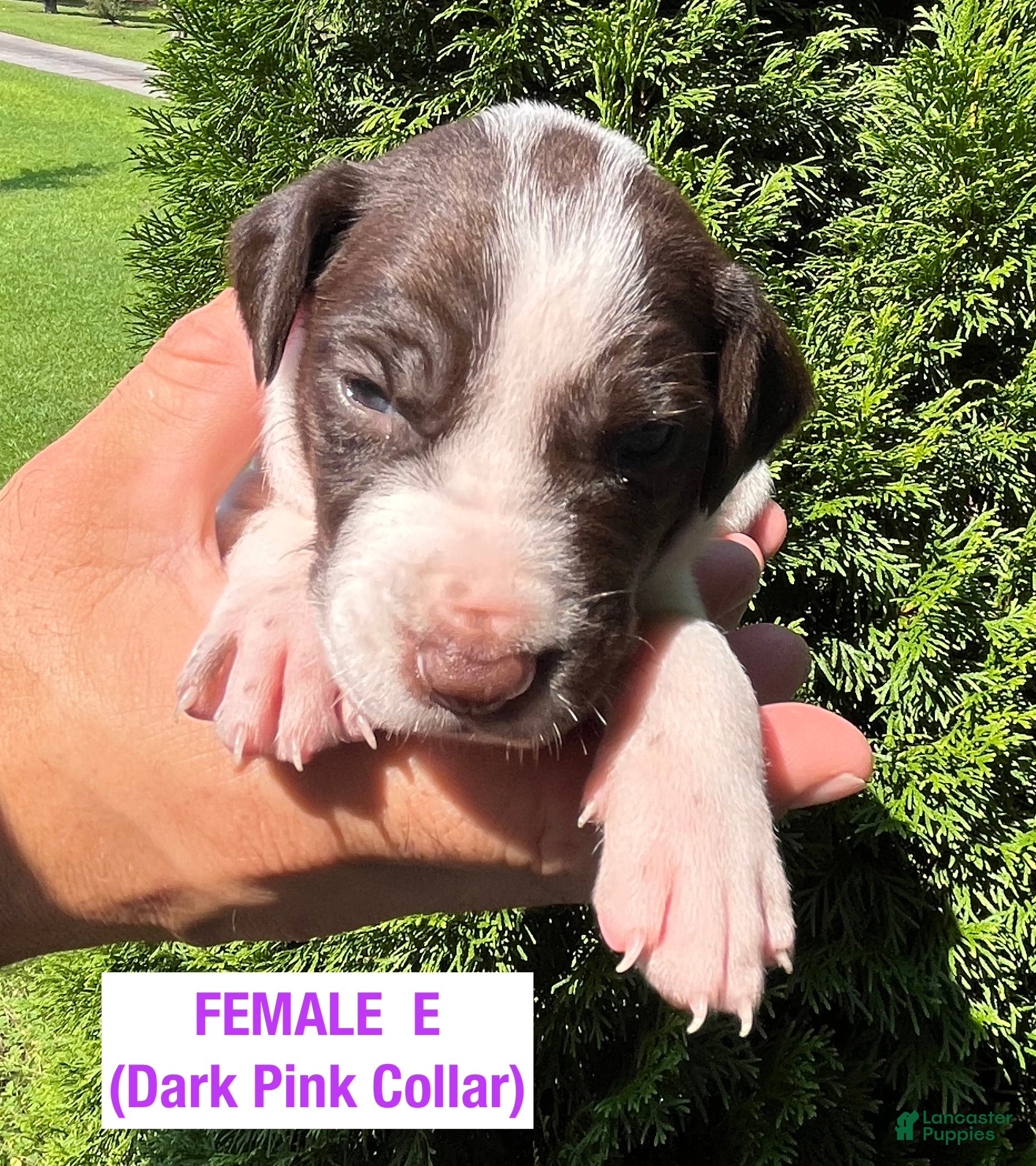 German Shorthaired Pointer dogs German Shorthaired Pointer (FEMALE E) - Ad 1