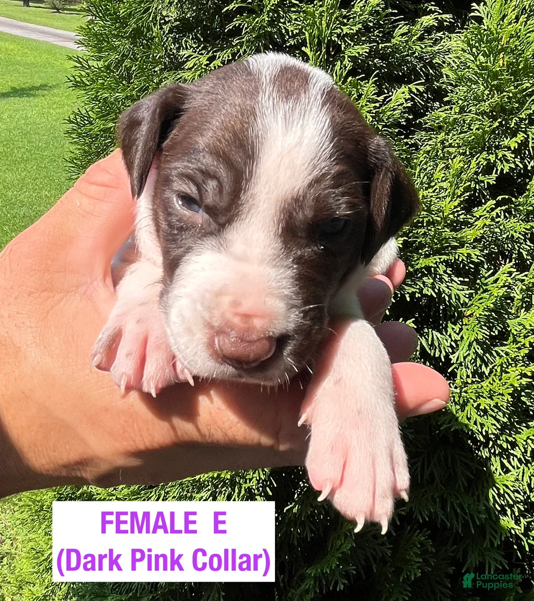 German Shorthaired Pointer dogs for sale: German Shorthaired Pointer (FEMALE E) - Ad 1