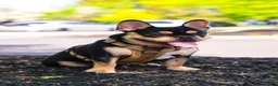 French Bulldog dogs for sale: French Bulldog 1 Aj - Ad 21