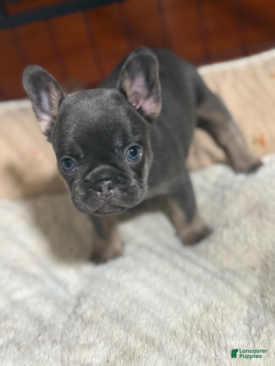 French Bulldog dogs for stud: French Bulldog 1 puppies - Ad 3