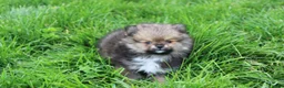 Pomeranian dogs for sale: Casper  - Ad 6