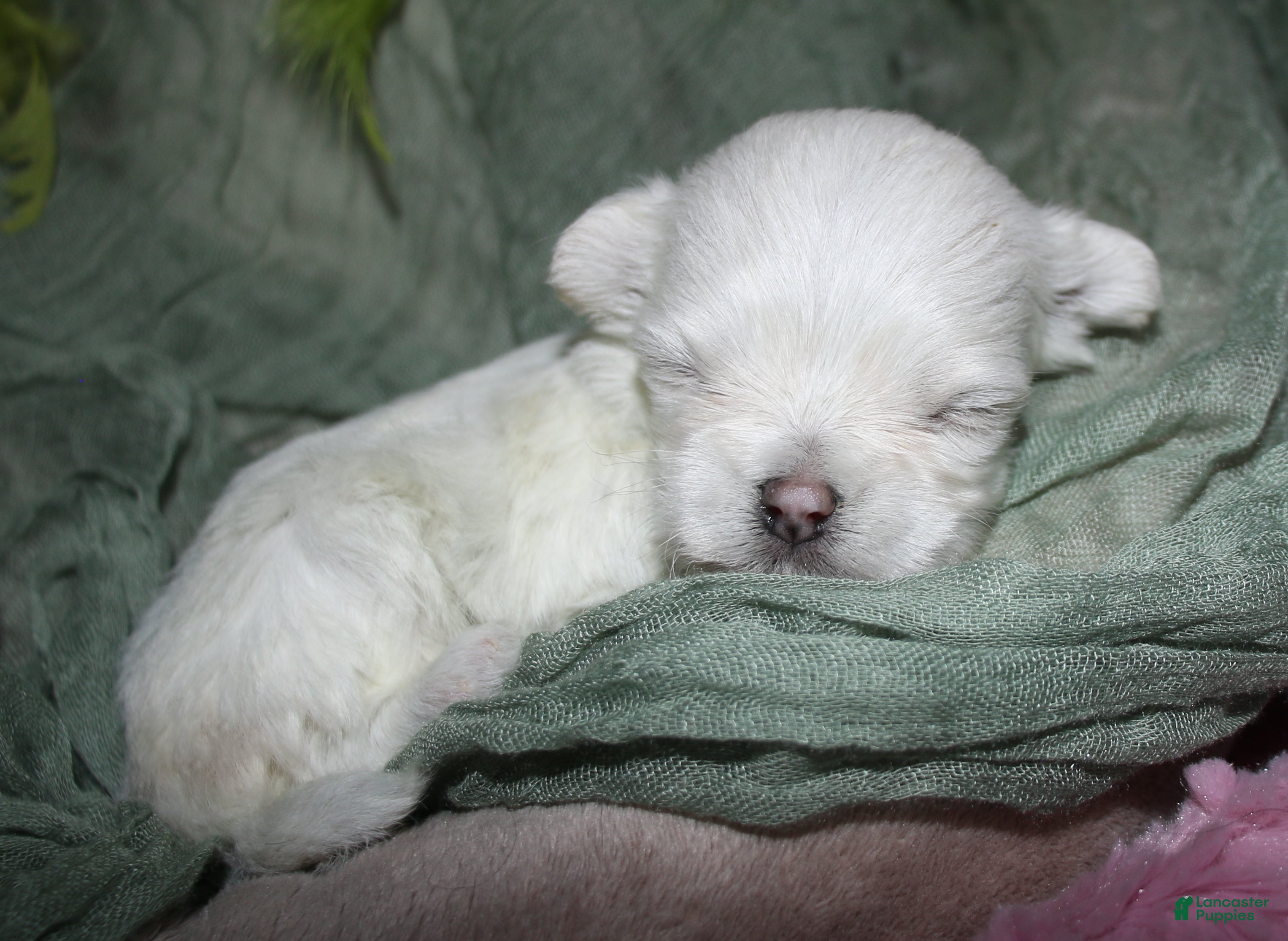 Maltese dogs for sale: Dakota - Ad 2