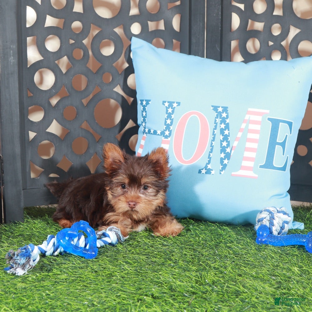 Yorkshire Terrier dogs Buckeye Sweet ACA Chocolate Teacup Yorkie - Ad 1