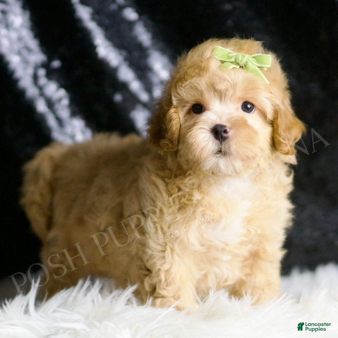 Maltipoo dogs Emrys - Ad 36
