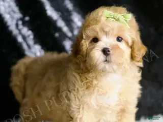 Maltipoo dogs Emrys - Ad 41