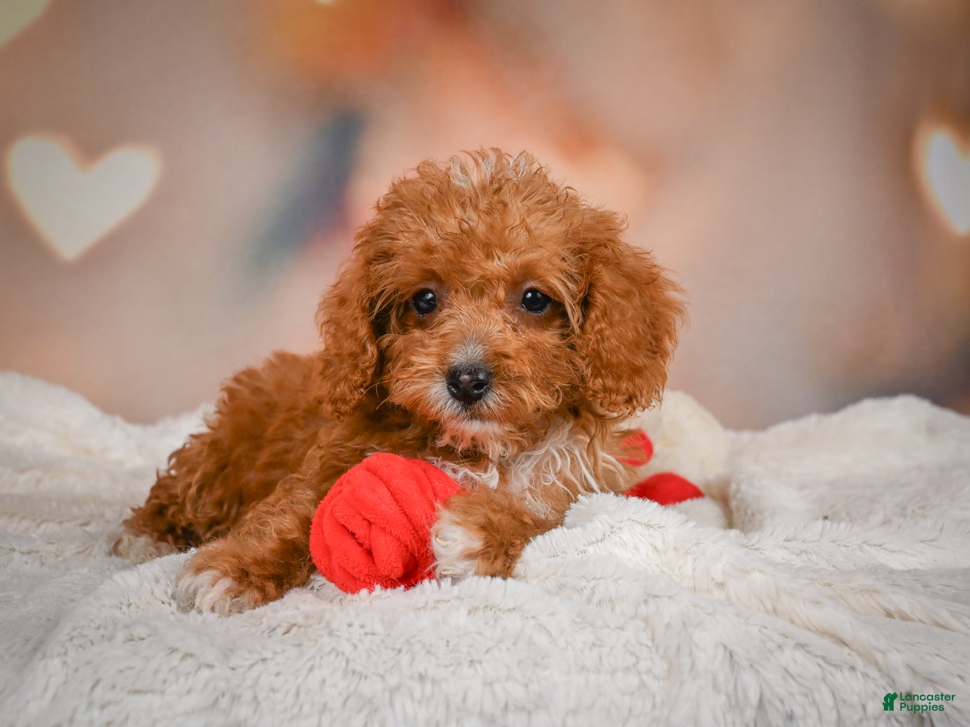 Cavapoo dogs Charles - Ad 2