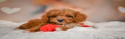 Cavapoo dogs for sale: Charles - Ad 2