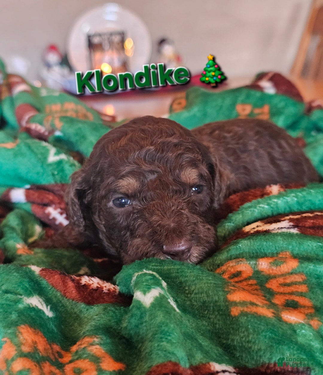 Goldendoodle dogs for sale: Klondike  - Ad 2