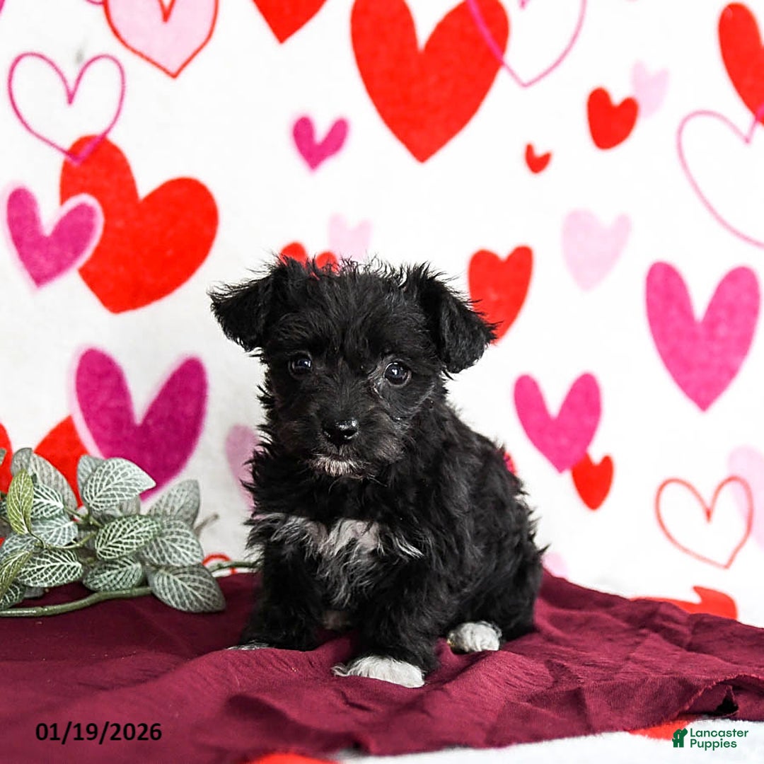 Yochon dogs for sale: Shadow - Ad 3