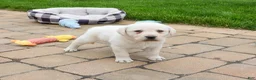Labrador Retriever dogs for sale: Captain  - Ad 3