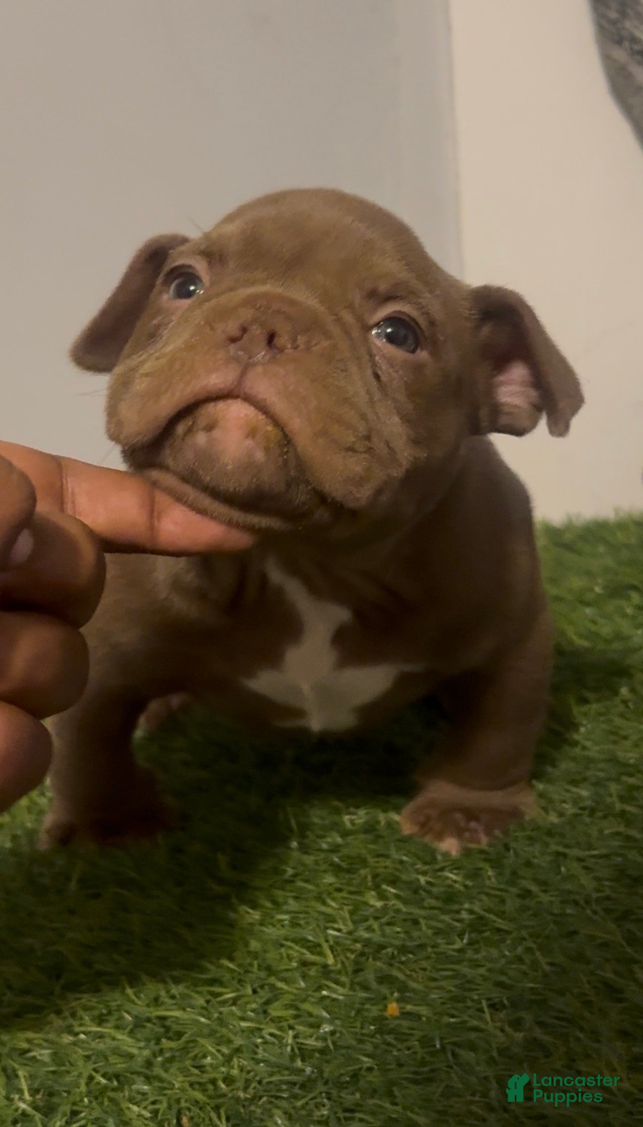 American Bully dogs for sale: American Bully Puppy 1 - Ad 1