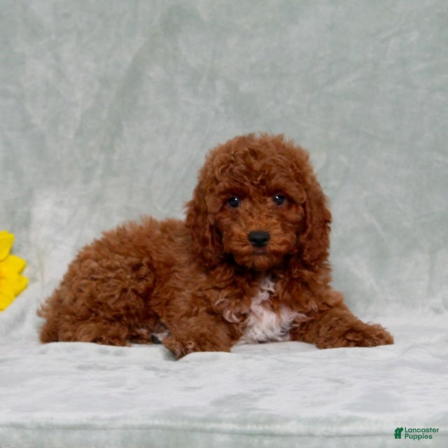 Miniature Poodle dogs Louie - Ad 2
