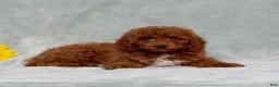 Miniature Poodle dogs for sale: Louie - Ad 2