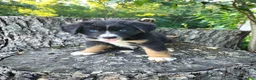 Mixed Breed dogs for sale: Leo - Ad 7