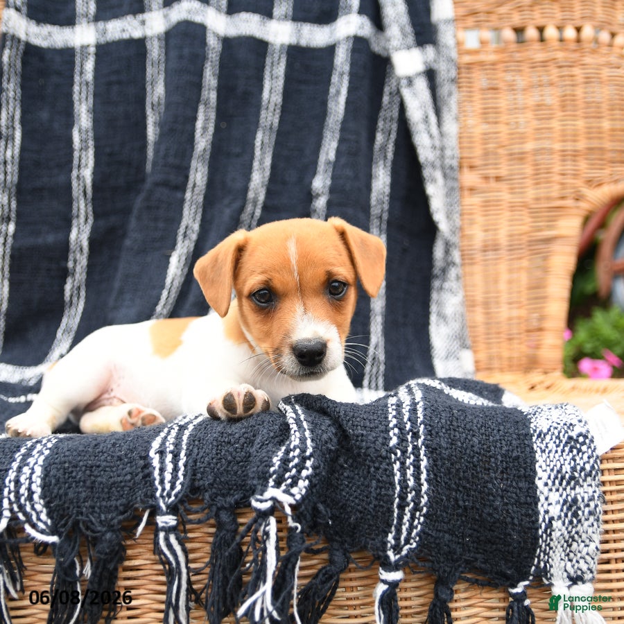 Jack Russell Terrier dogs Jett - Ad 2