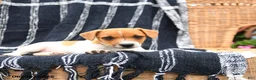 Jack Russell Terrier dogs for sale: Jett - Ad 2