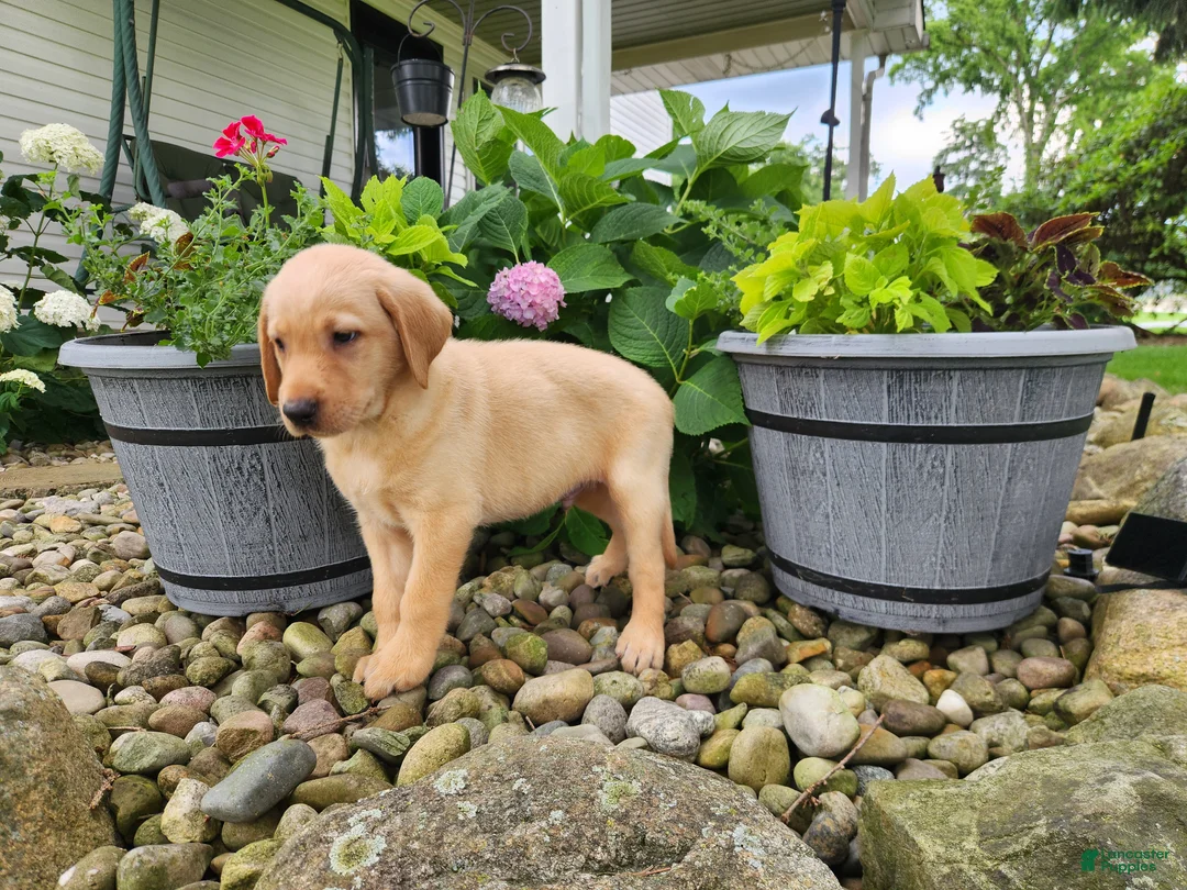 Labrador Retriever dogs for sale: Milo - Ad 2