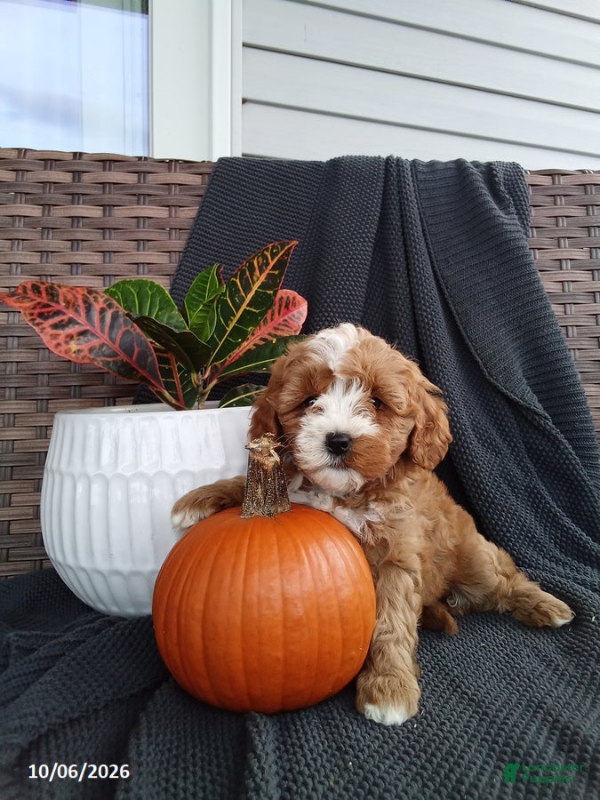 Mixed Breed dogs Ellie - Ad 1