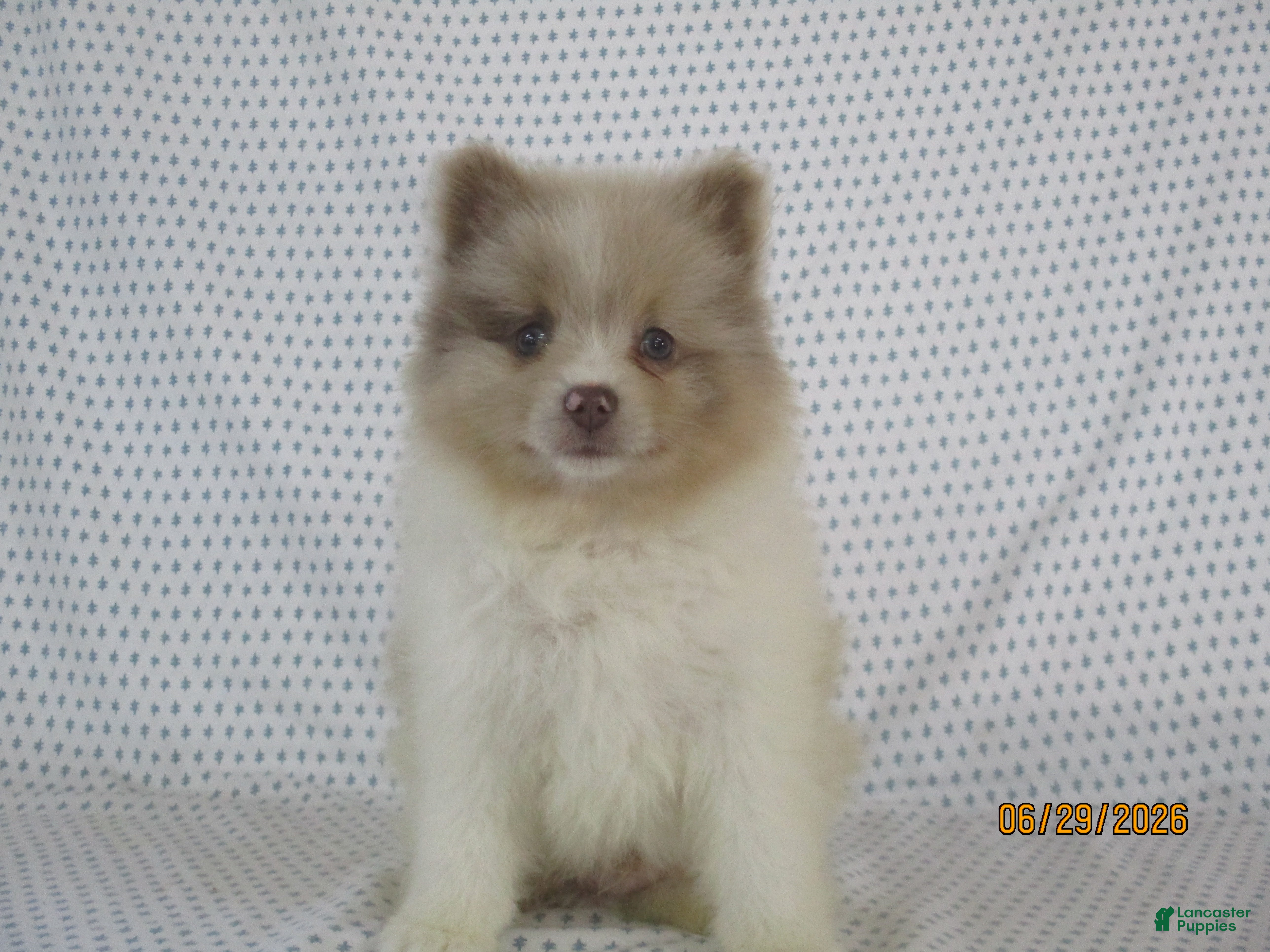 Pomeranian dogs Jordan - Ad 2