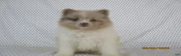 Pomeranian dogs for sale: Jordan - Ad 2