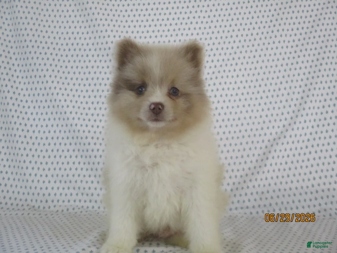 Pomeranian dogs for sale: Jordan - Ad 2