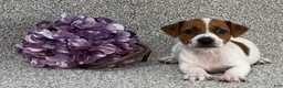 Jack Russell Terrier dogs for sale: Vivian - Ad 3