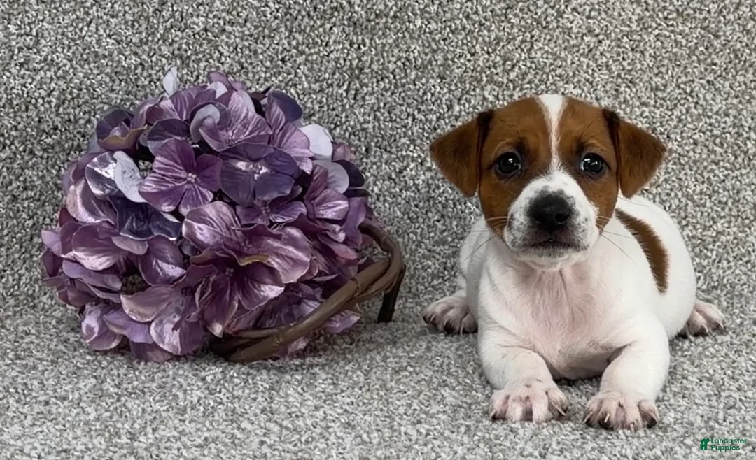 Jack Russell Terrier dogs for sale: Vivian - Ad 3