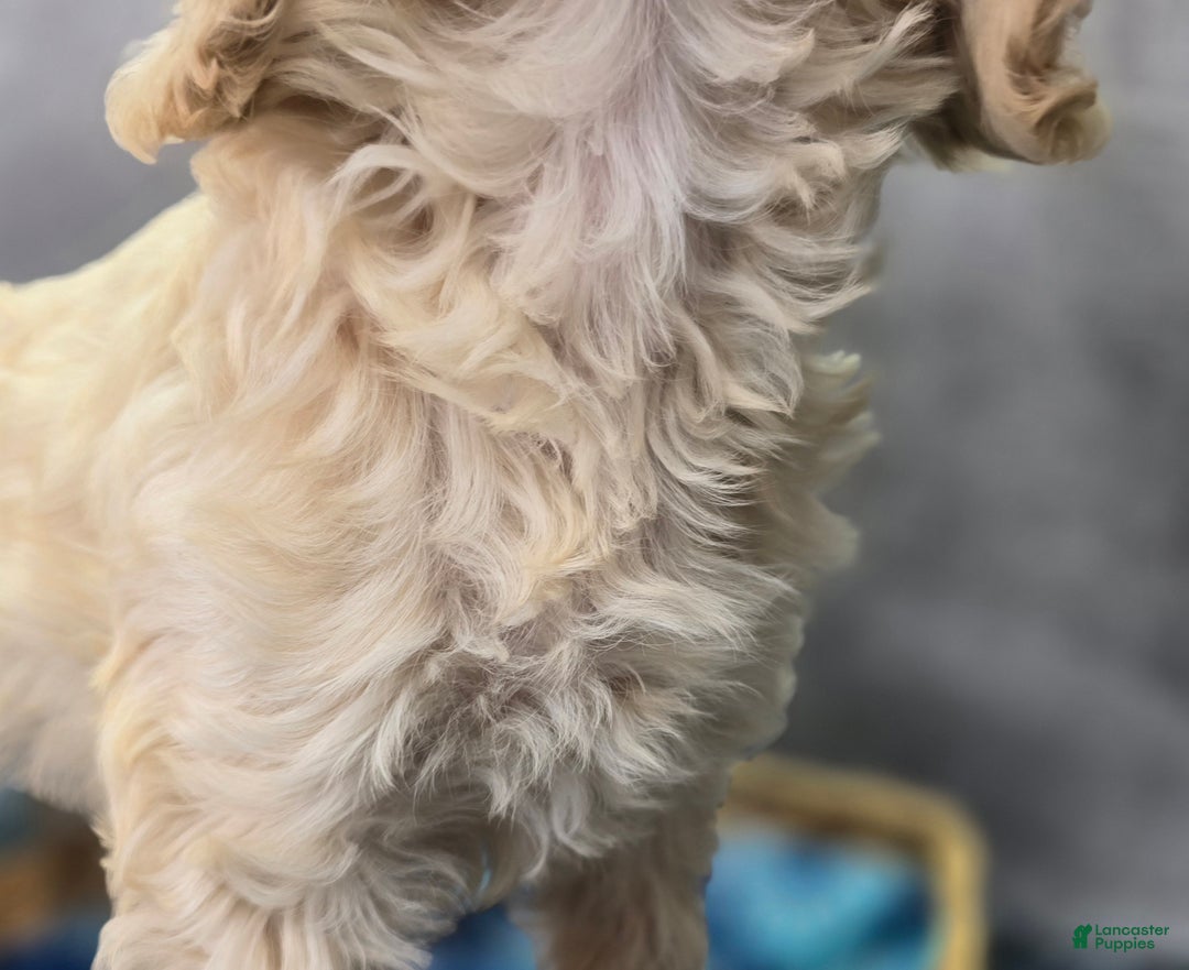 Cockapoo dogs for sale: Lieutenant Pete - Ad 5