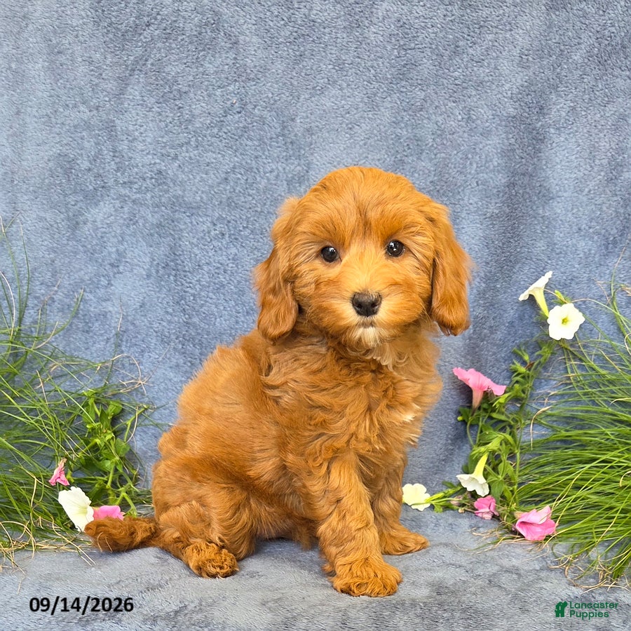 Cavapoo dogs Trinity - Ad 2