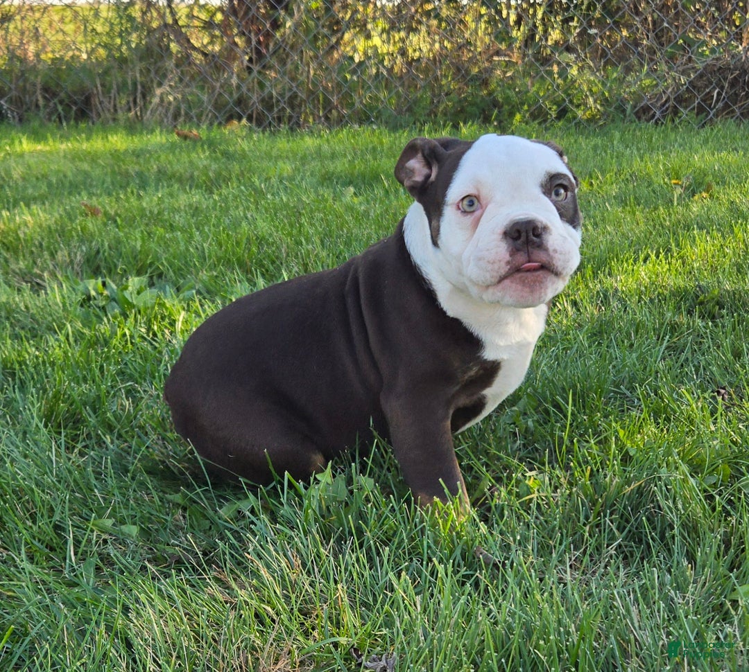 Olde English Bulldogge dogs for sale: Olde English Bulldogge Puppy Jack - Ad 4