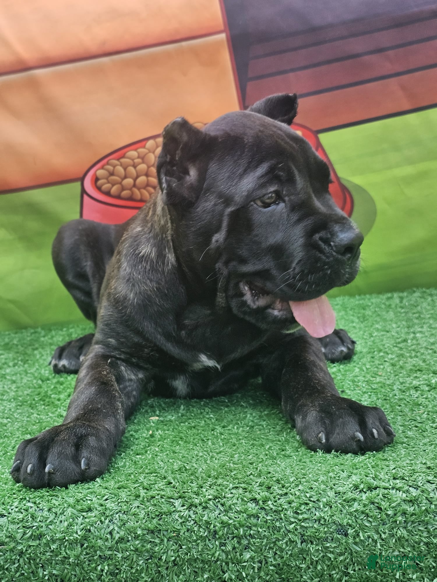 Cane Corso dogs SKY - Ad 2