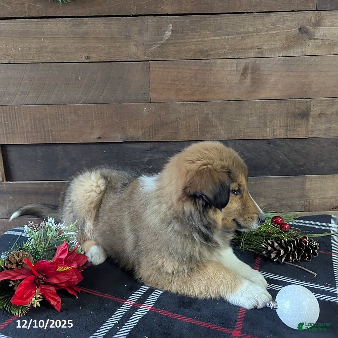 Mixed Breed dogs for sale: Addie - Ad 2