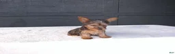 Yorkshire Terrier dogs for sale: Chloe - Ad 6