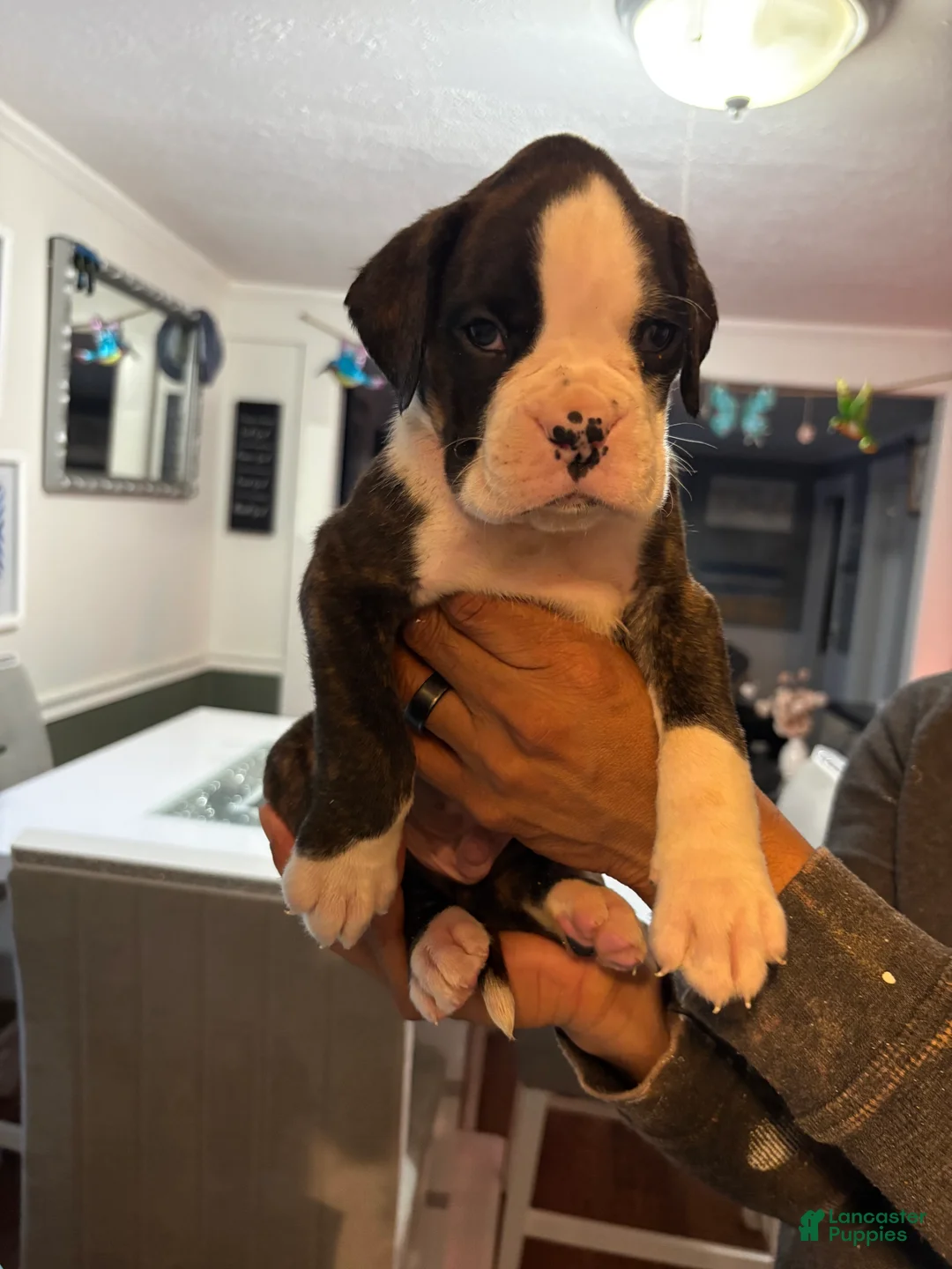 Boxer dogs for sale: Boxer Daisy & Lily Puppy 4 - Ad 4