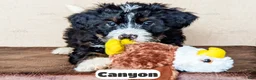 Bernedoodle dogs for sale: Canyon - Ad 6