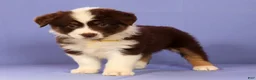 Miniature Australian Shepherd dogs for sale: Marie - Ad 2