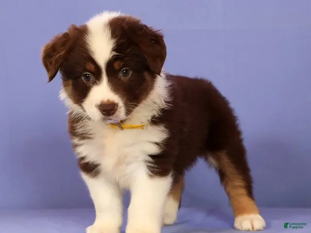 Miniature Australian Shepherd dogs for sale: Marie - Ad 2